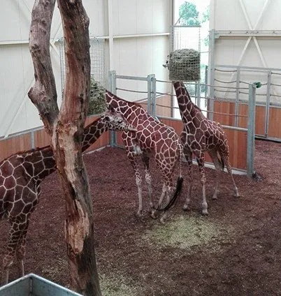 giraf zoo e1501630092240