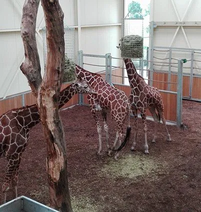 giraf zoo e1501630092240