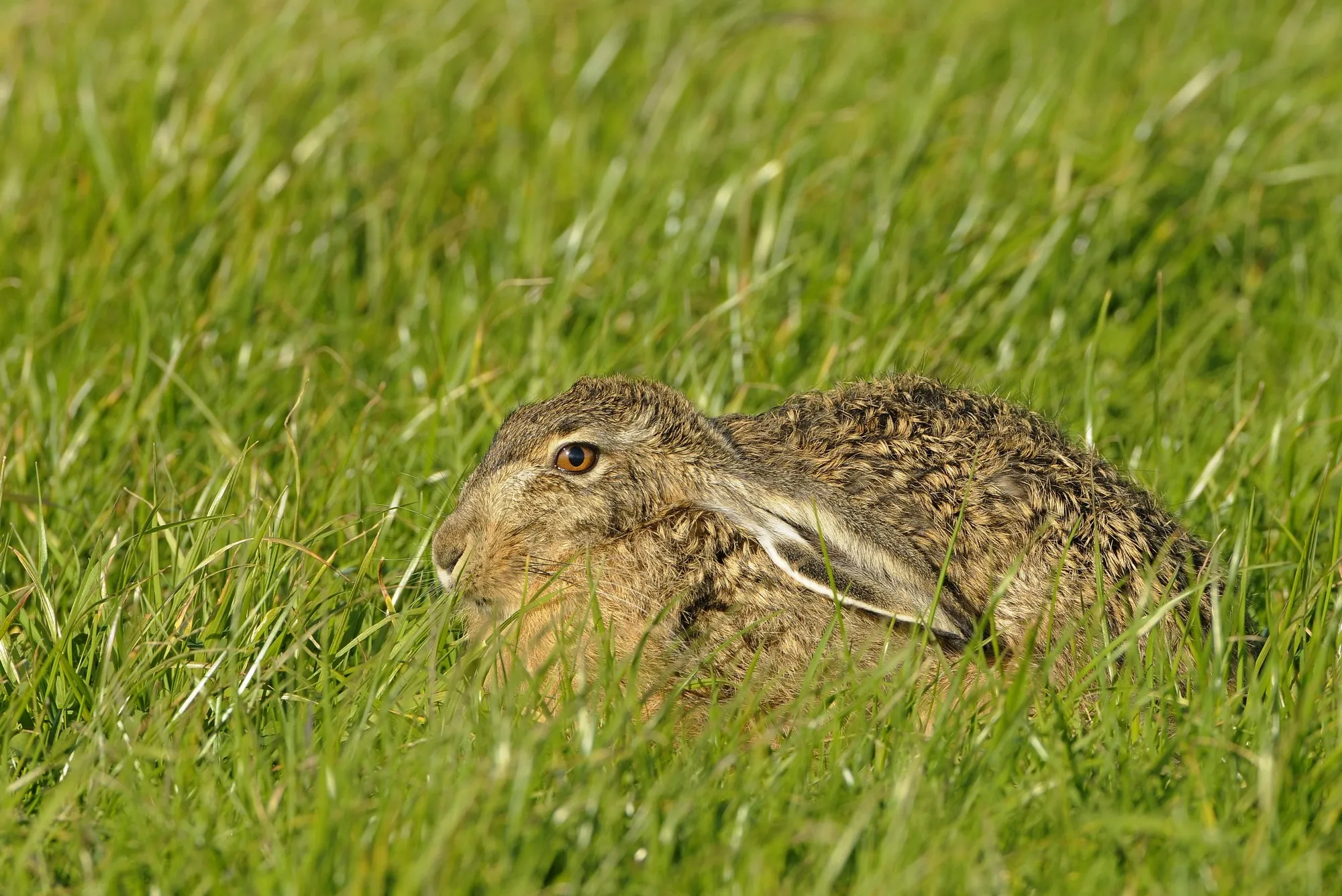 haas henkheijligers 0608