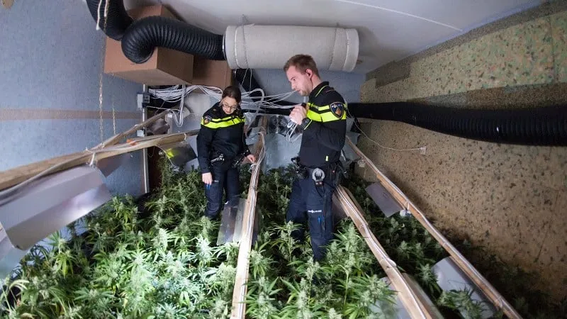 hennepkwekerij inspectie door twee agenten
