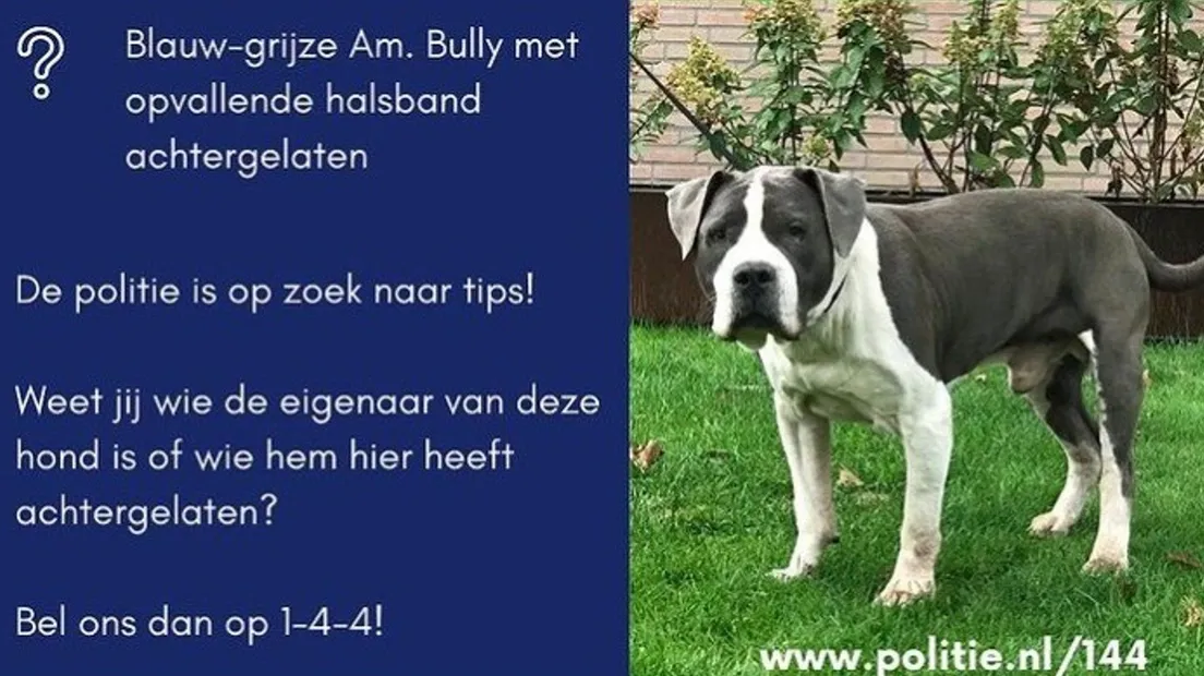 meldpunt 144hond
