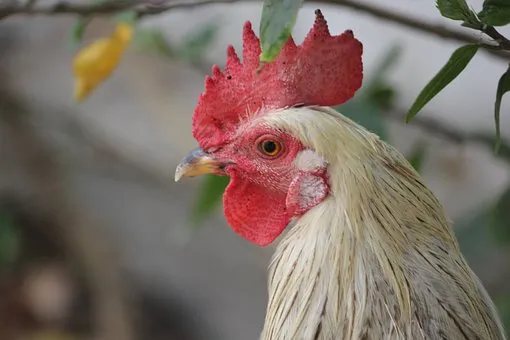 rooster 2685783 340