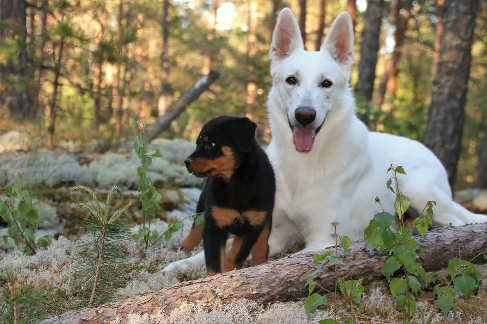 rottweiler 1535962 960 720 1