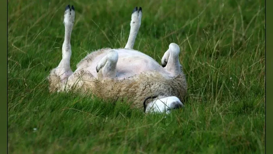 schaap op de rug 915x518 1