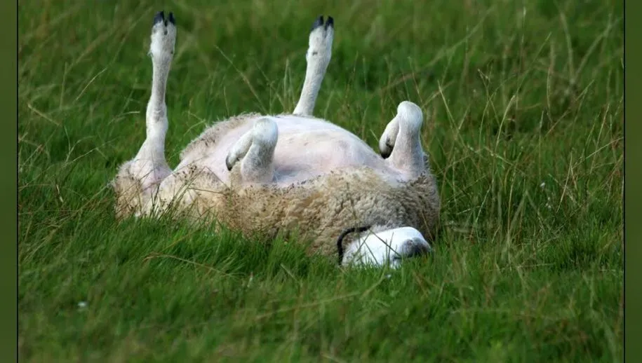 schaap op de rug 915x518 1