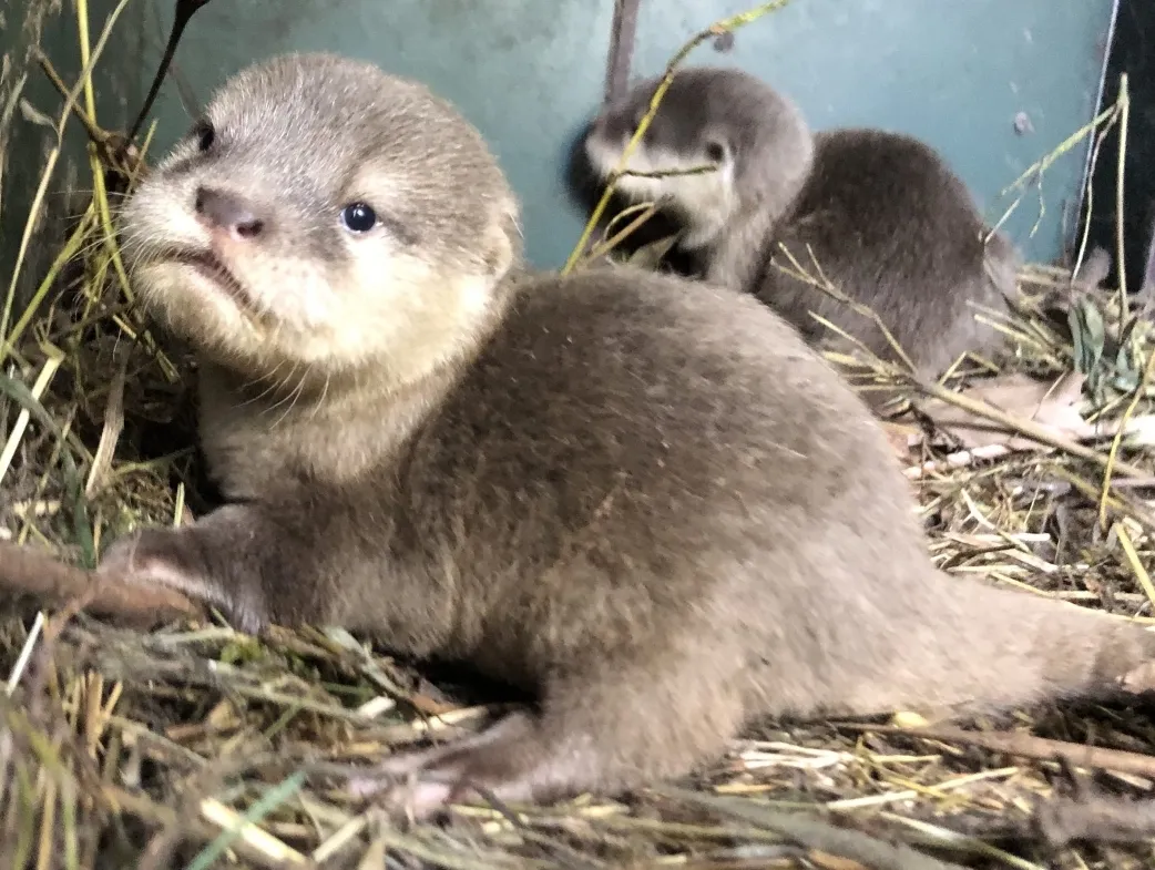 screenshot 20210512 151243 chrome