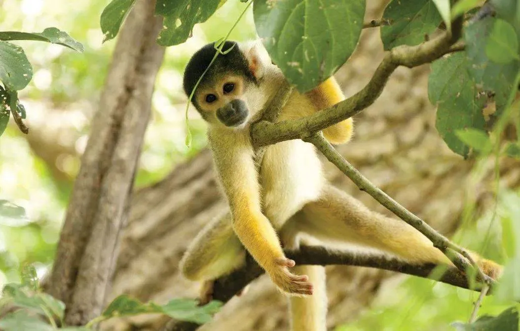 zooparc aap