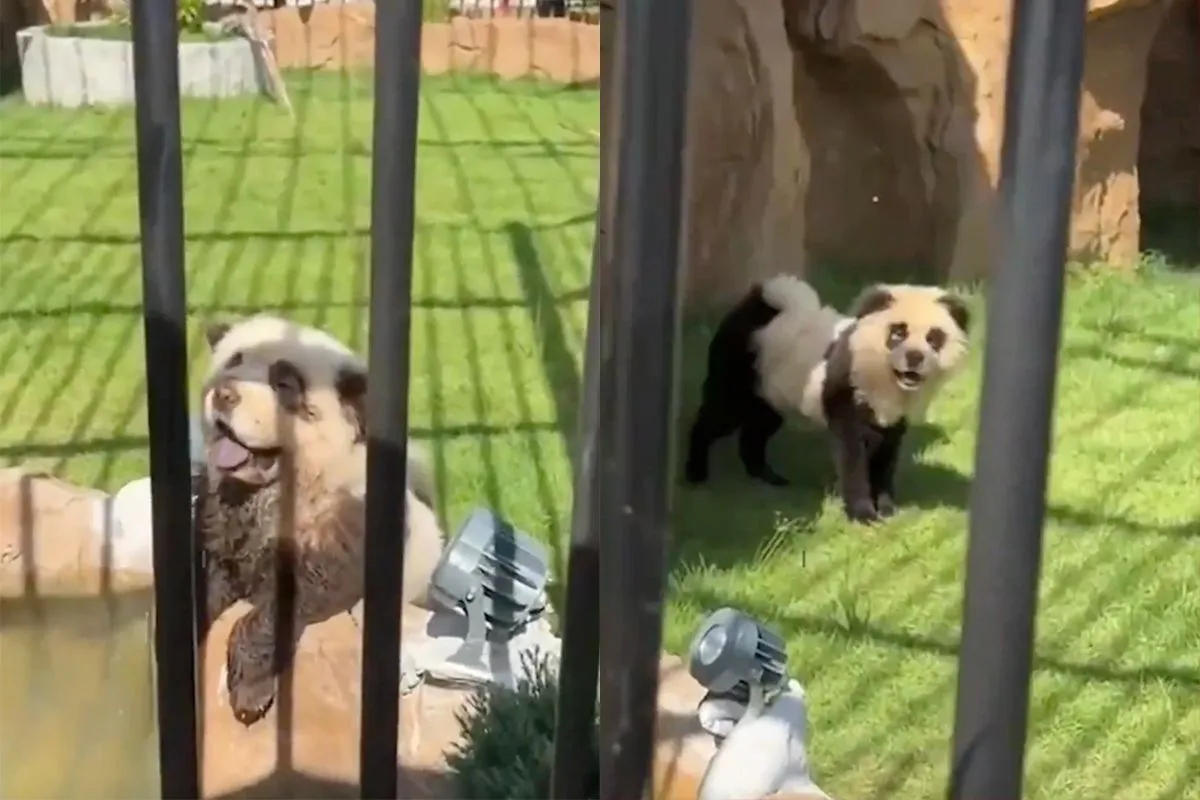 thumb vk chinese dierentuin kan geen pandas krijgen dus verven ze honden als pandas