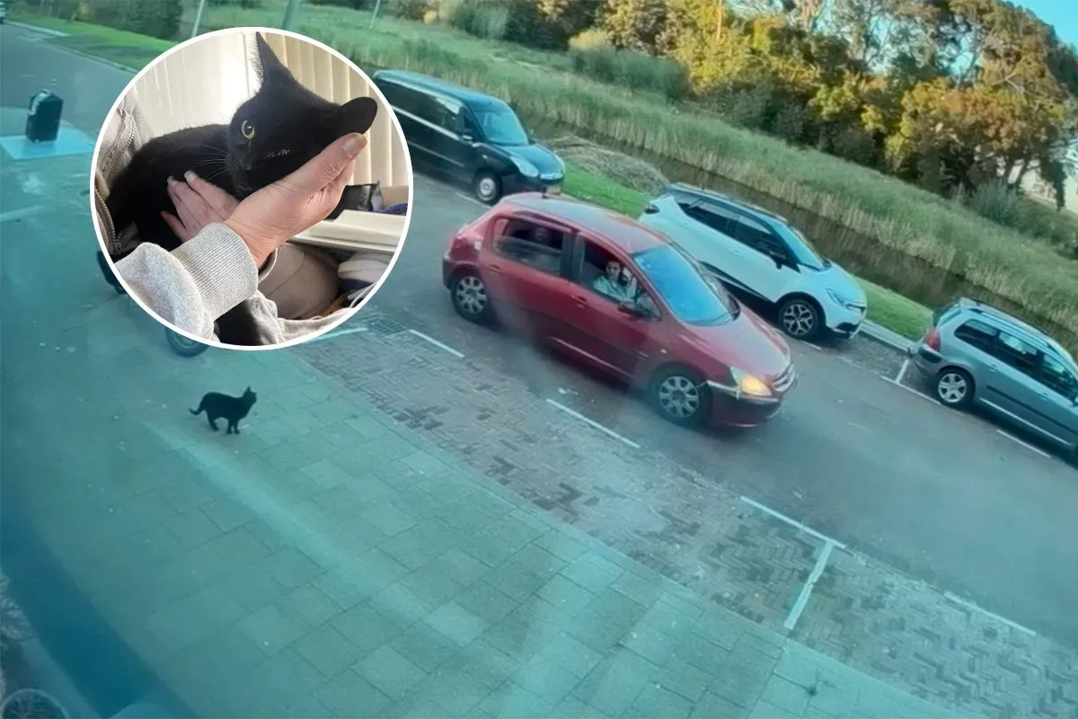 thumb vk kat mickey werd op klaarlichte dag ontvoerd in rozenburg maar is gelukkig weer thuis