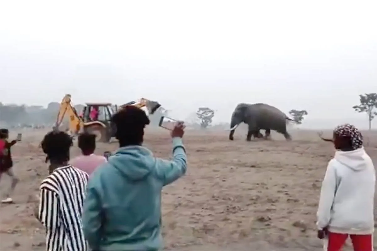 thumb vk olifant vs jcb graafmachine woedend dier schudt machine door elkaar