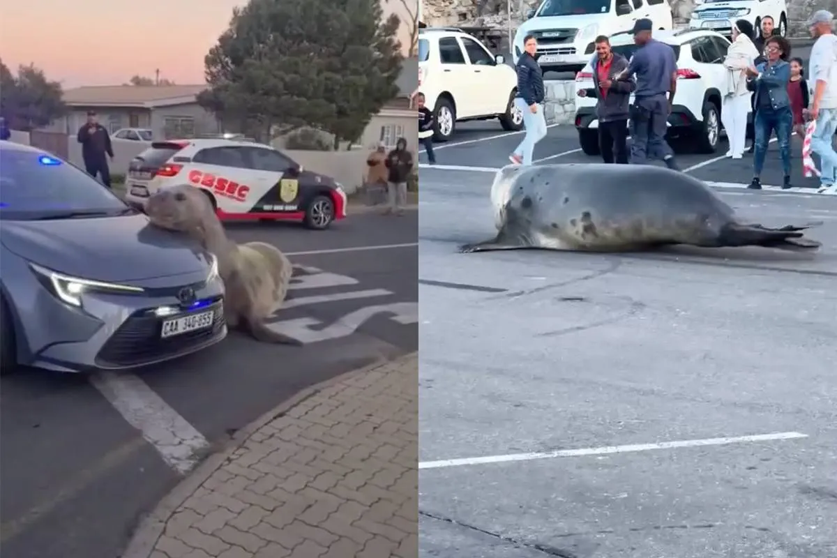 thumb vk zeeolifant van 2000 kilo verrast kustdorp bij kaapstad en gaat op motorkap politieauto liggen