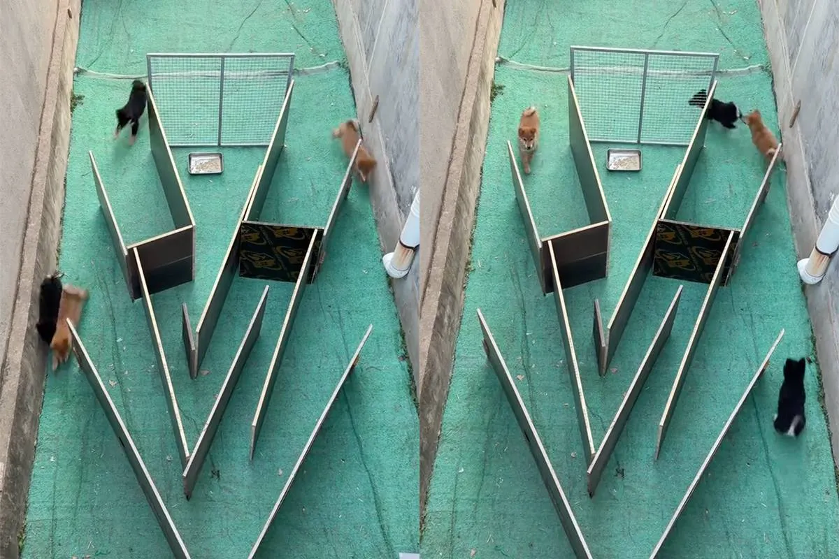 thumb_vk_Deze_honden_moeten_even_puzzelen_voordat_ze_kunnen_eten