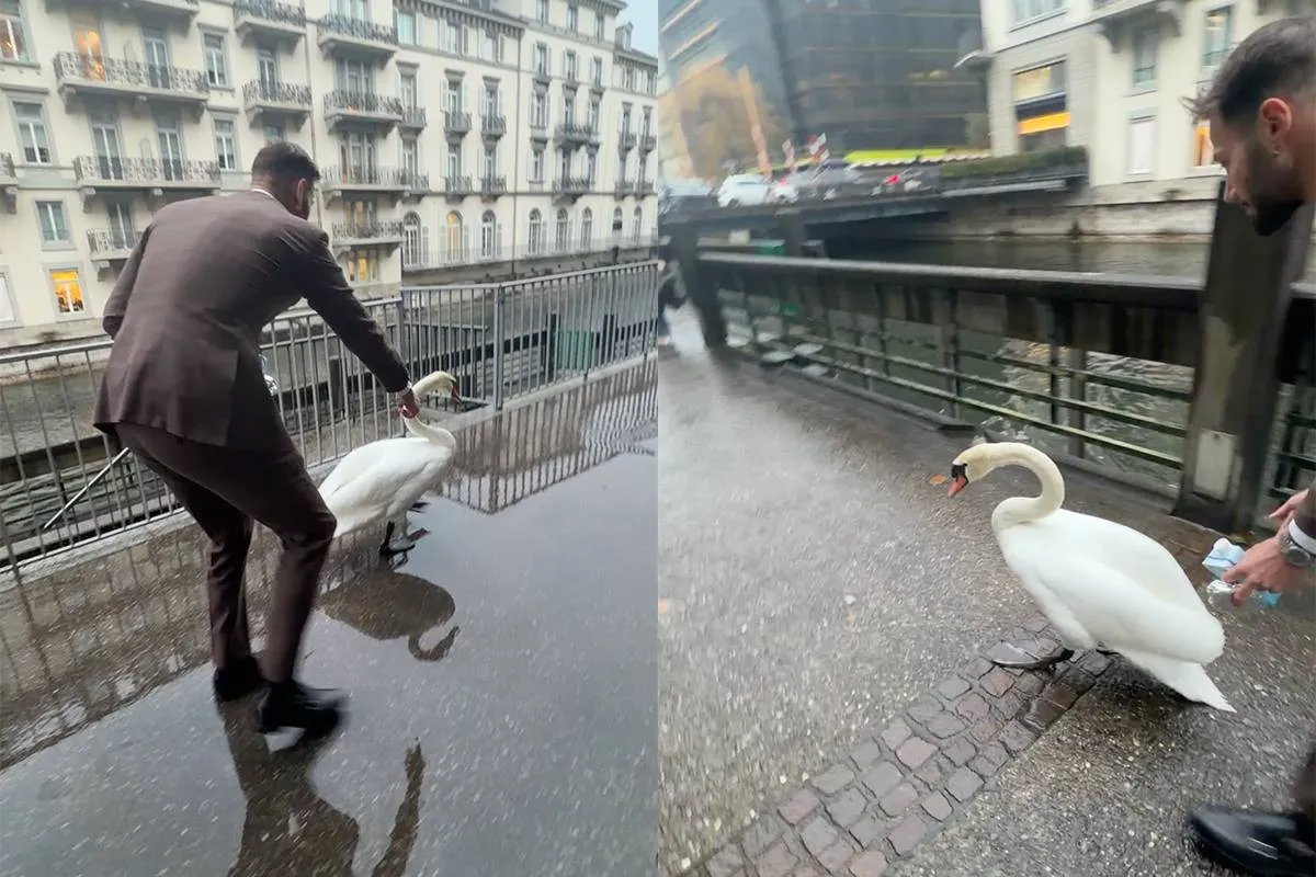 thumb_vk_Man_die_zwaan_het_water_in_wijst_gaat_viraal