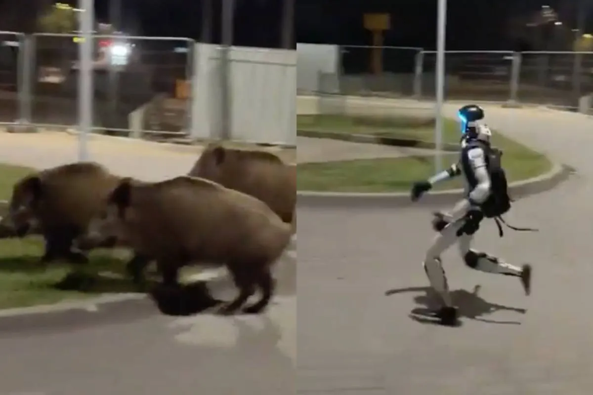 thumb_poolse_zwijnen