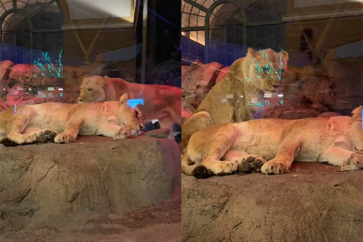 thumb_vk_Leeuwen_liggen_lepeltje_lepeltje_en_gaan_viraal