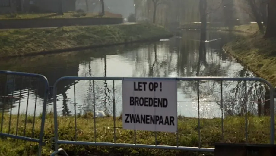 164472037 4187421841310624 1546969359339515705 o 915x518 1