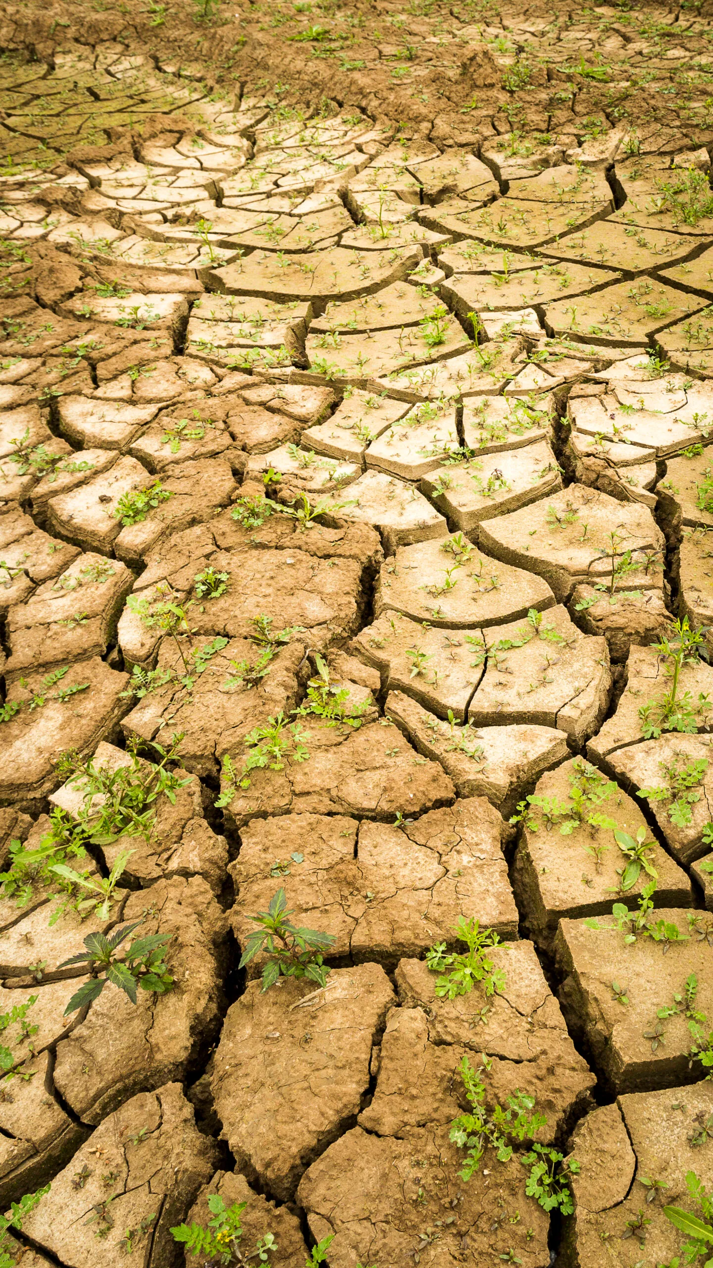 1775 74ef660e2832e9faad21087ea0e2d042 scaled