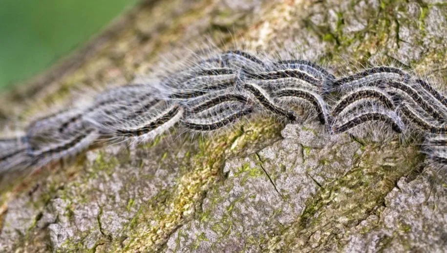 67342064 2287663144644577 4919679467548311552 o 915x518