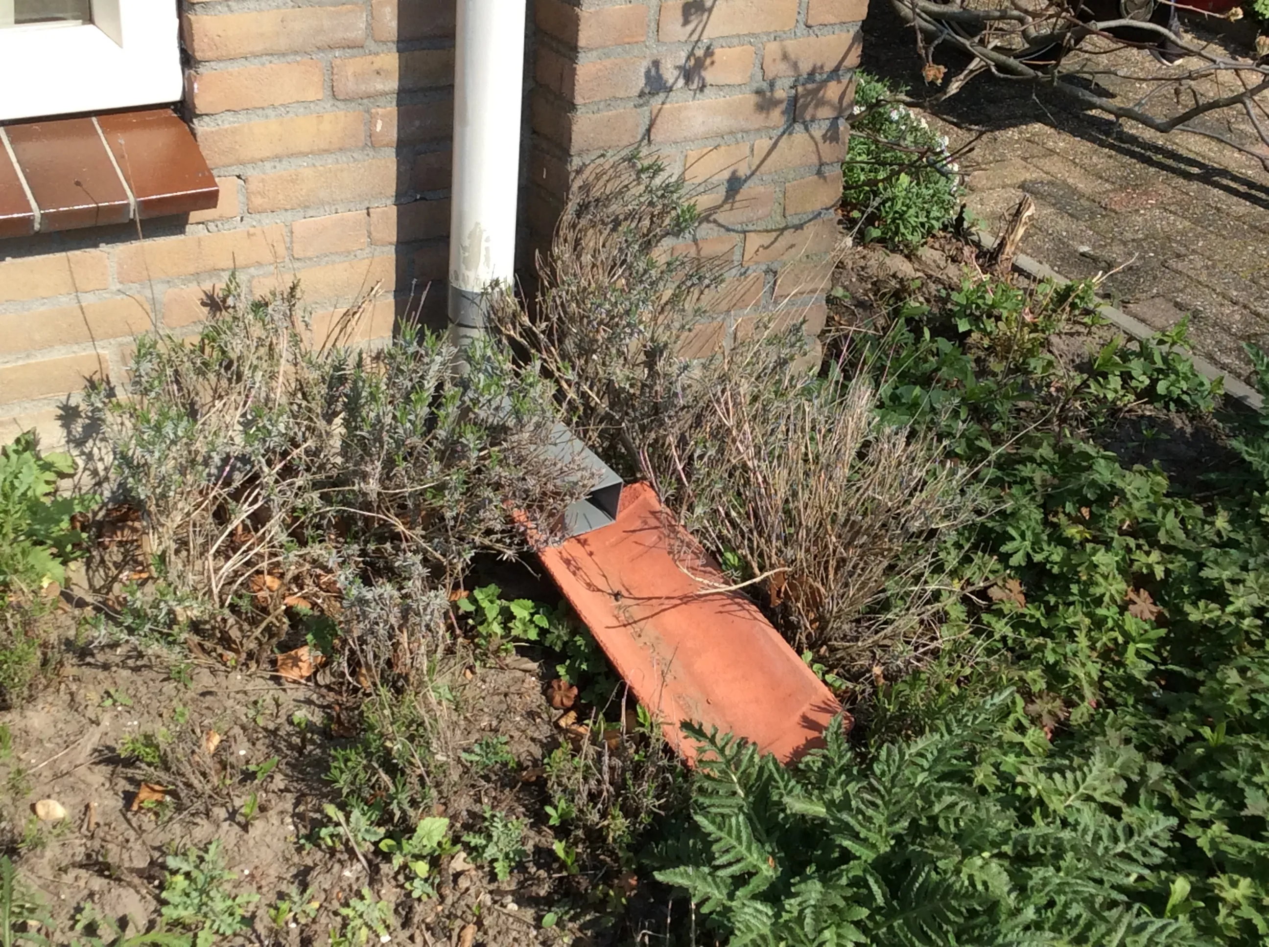 afgekoppelde regenpijp met dakpan foto ankie