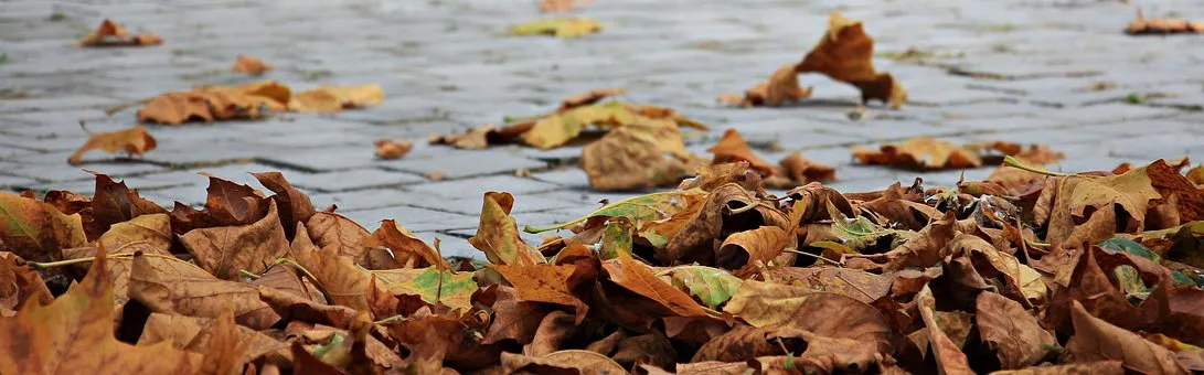 autumn 1685924 340