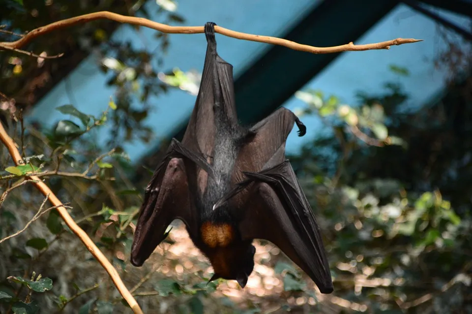 bat 3884254 960 720
