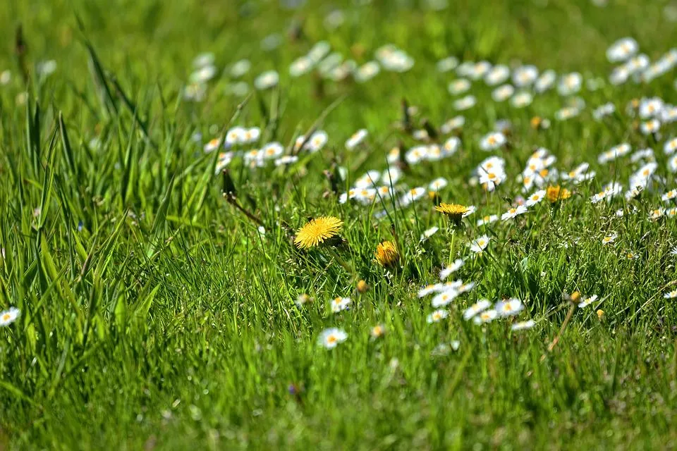 dandelion 3377649 960 720