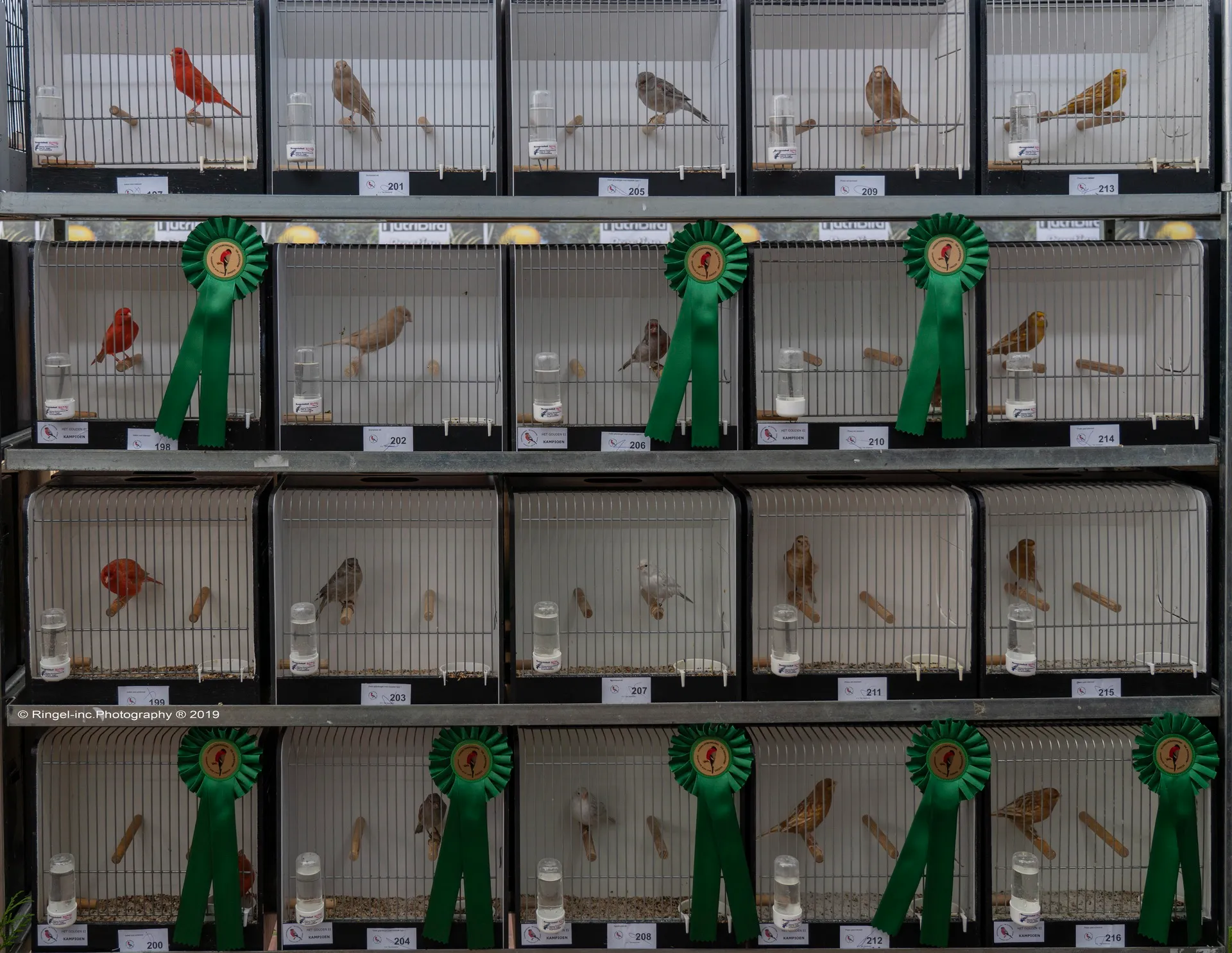 de goudvink 2019 0014