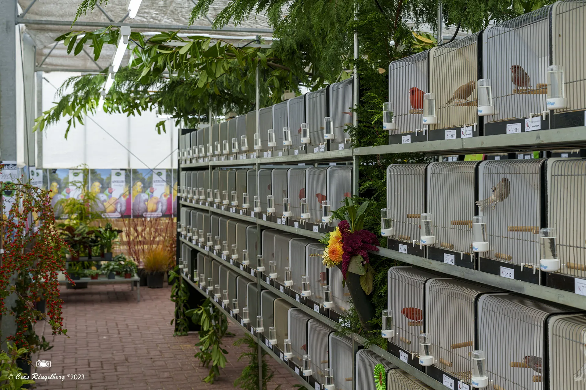 de goudvink 2023 0031