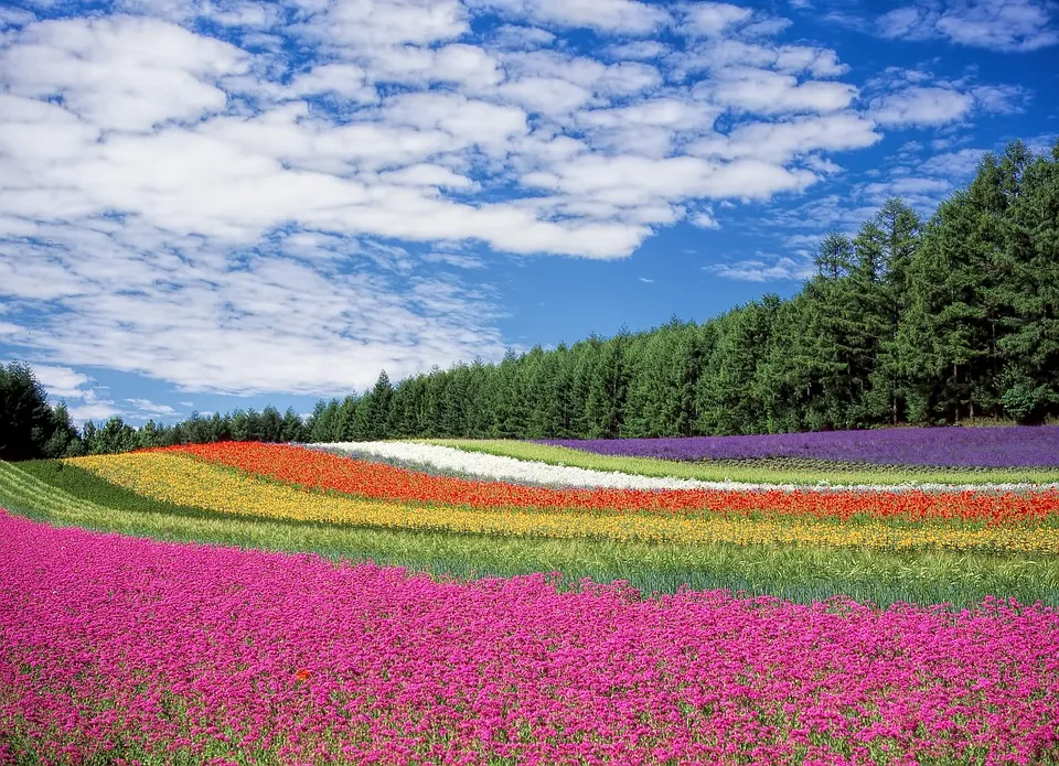 flower field 250016 960 720 1