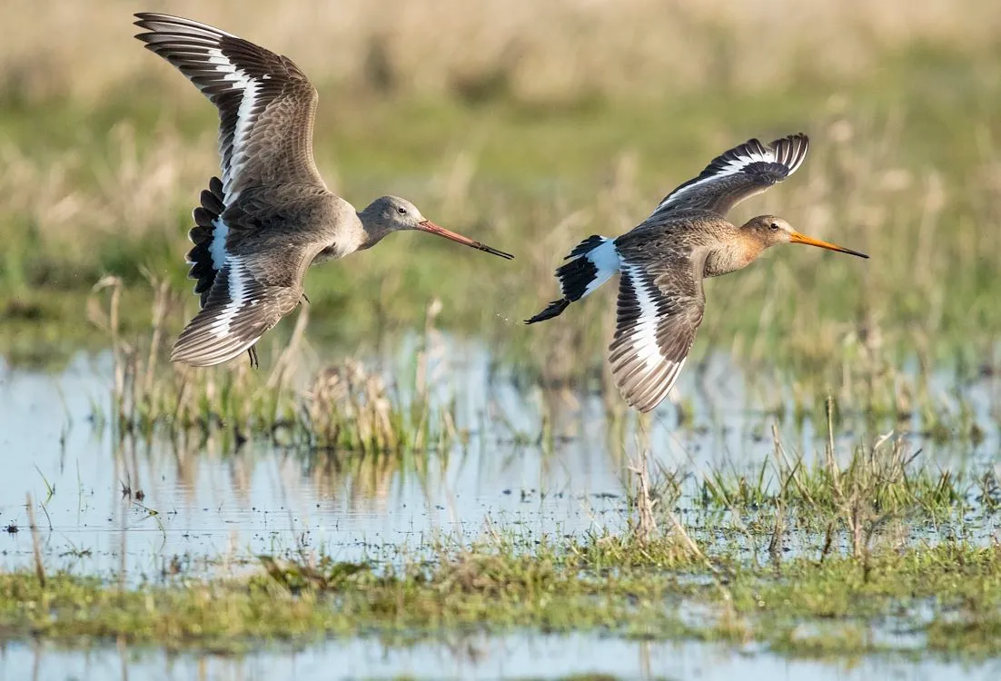 grutto de reis van onze nationale vogel st 4 jpg sd low