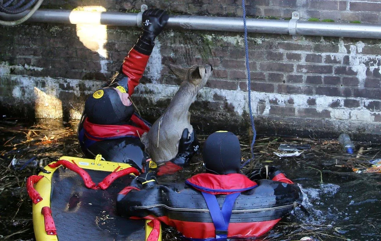 hert in kanaal zuid willemsvaart de nbosch 6