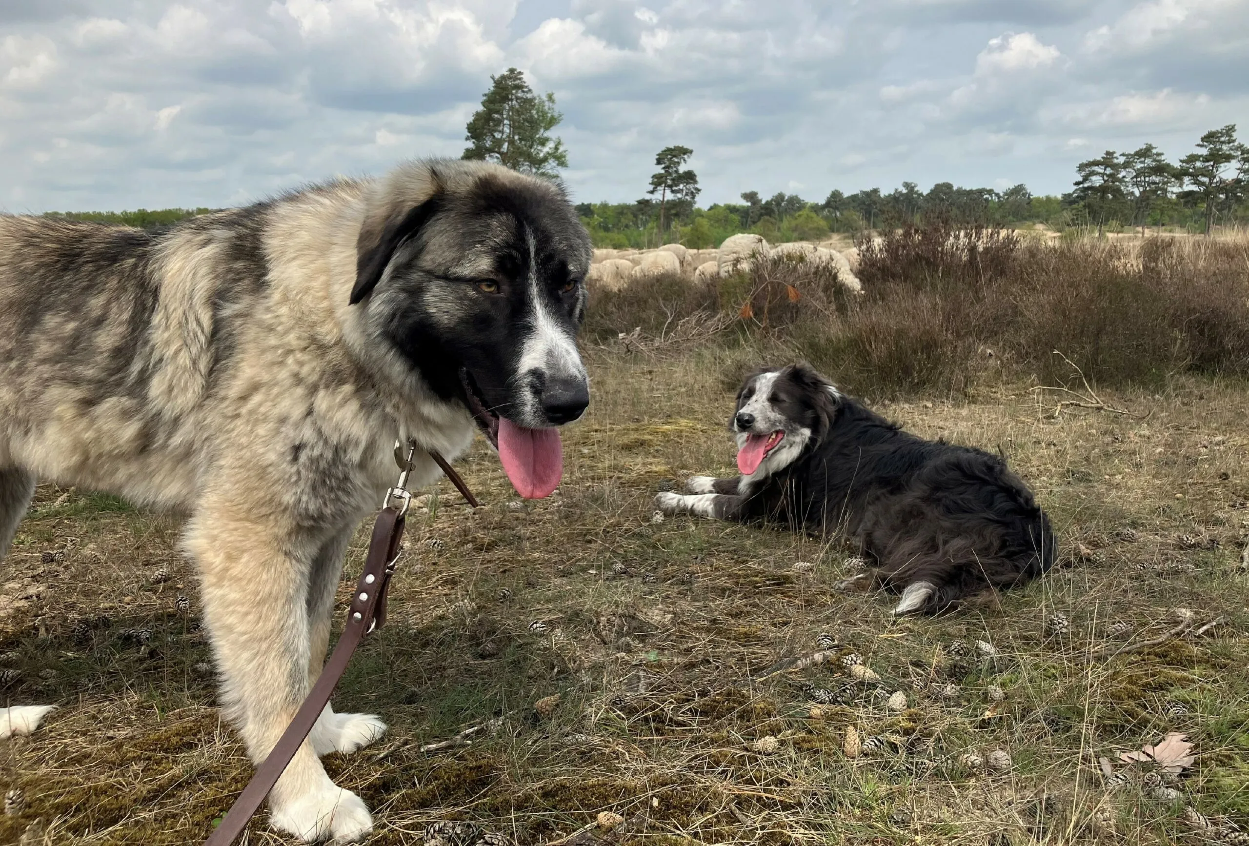 karpatische herdershond in ldd 1 scaled