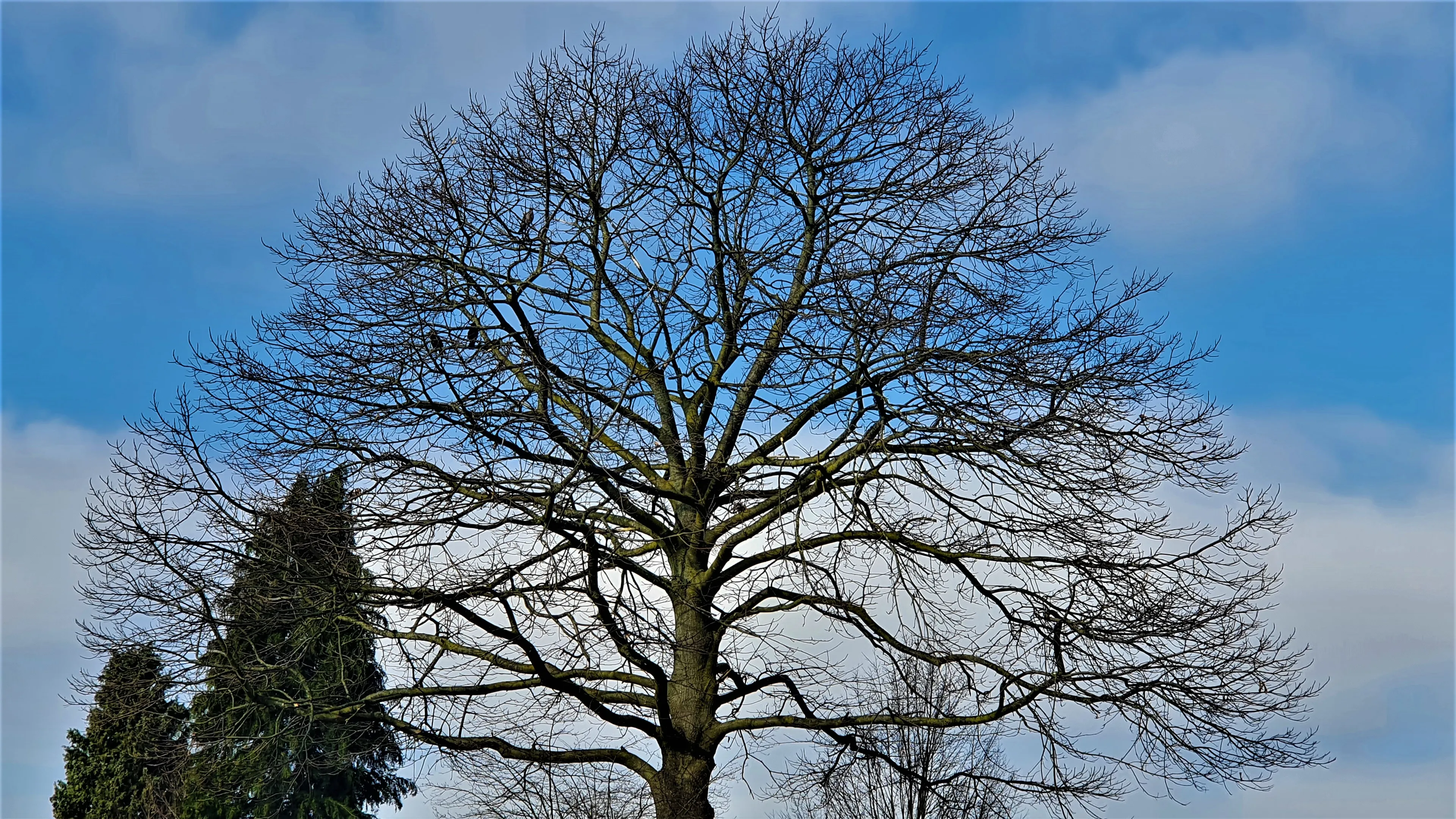 kastanjeboom baarzenstraat 002