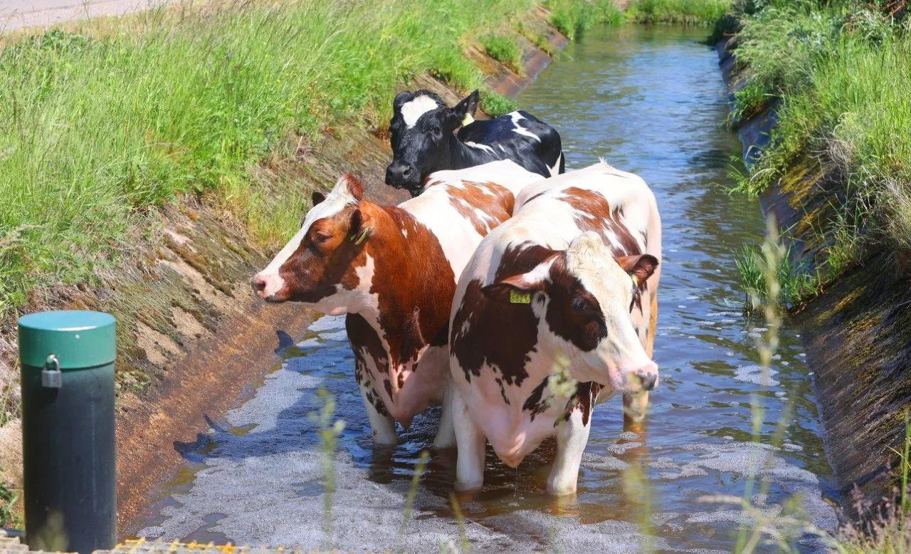 koeien te water water 5