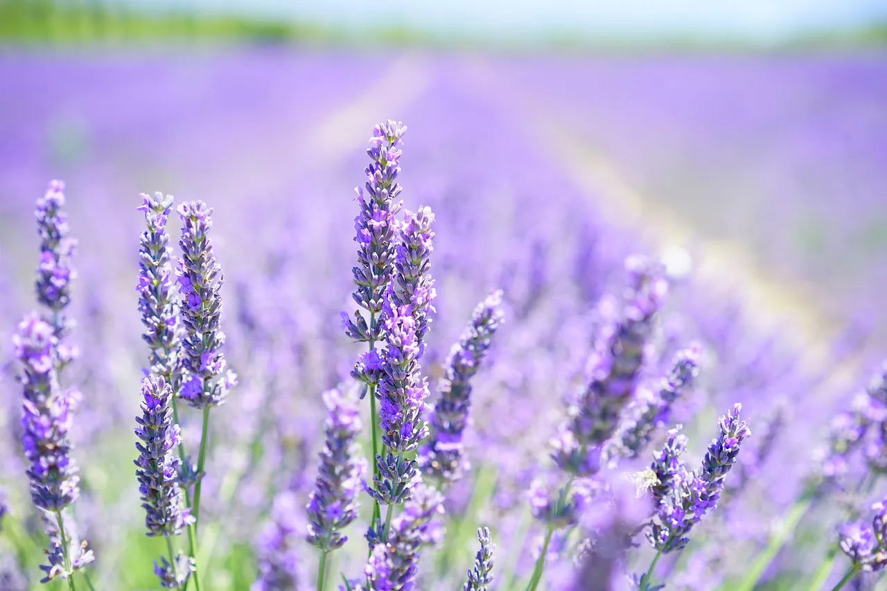 lavender blossom 1595581 1280