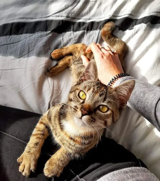 lulu