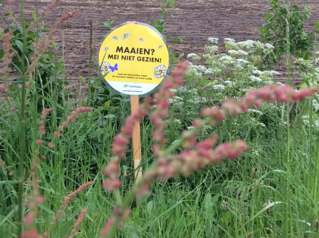 maaimeiniet 1024x765 1