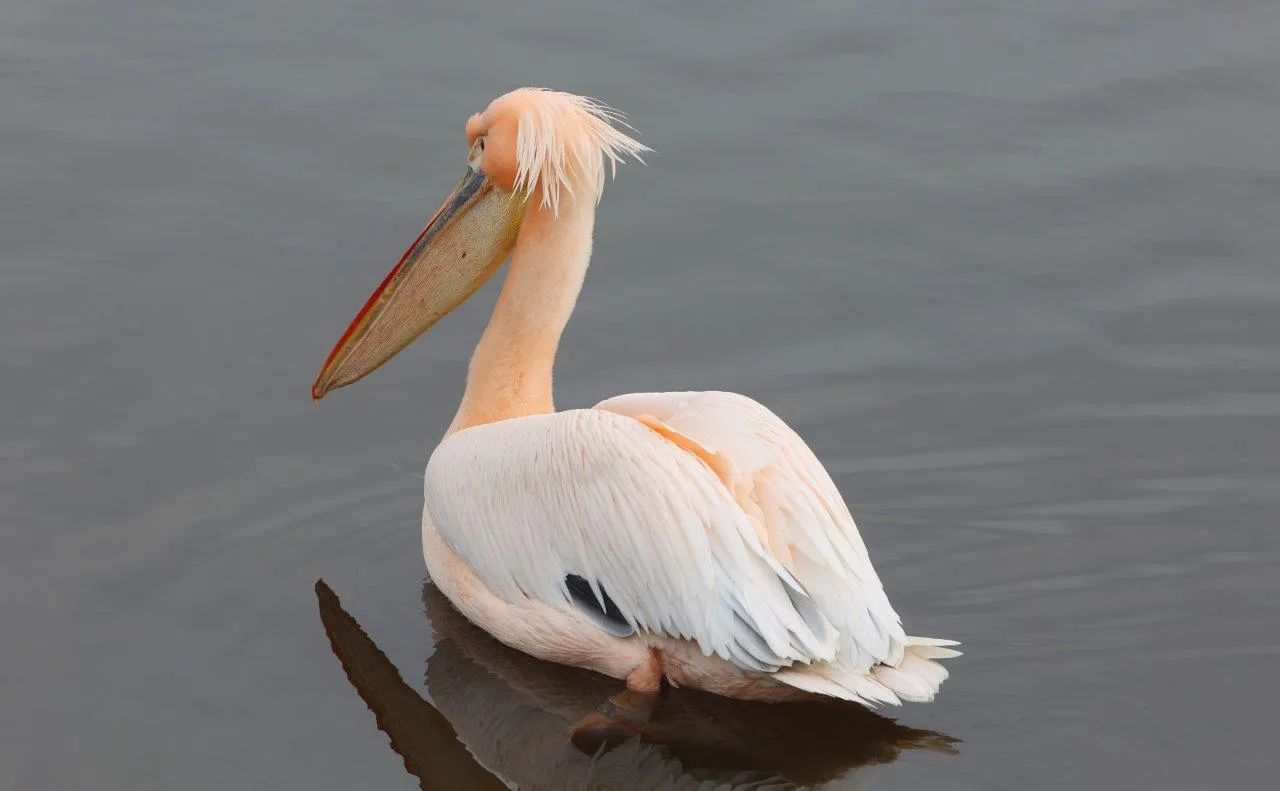 pelikaan cromvoirt 5