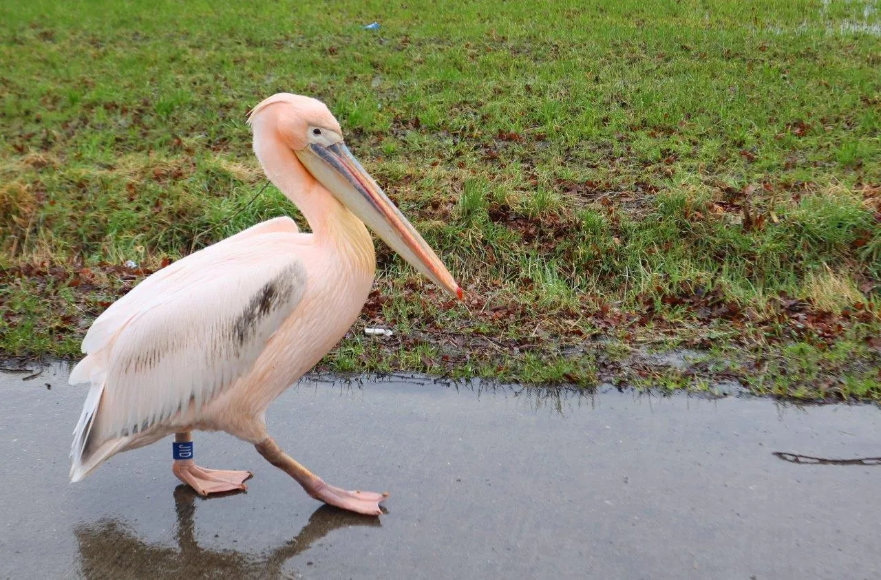 pelikaan donderdag 2