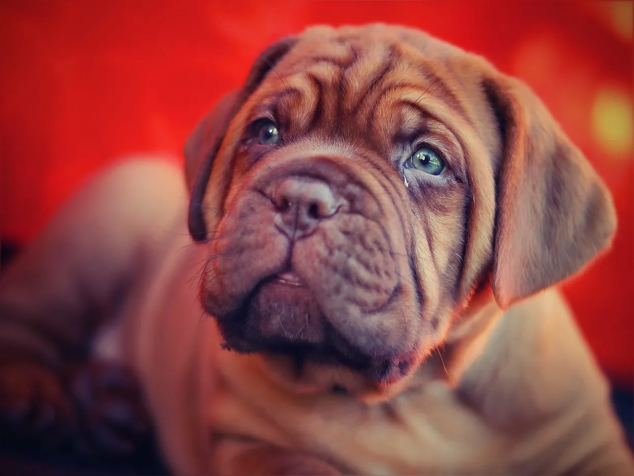puppy 742628 1280