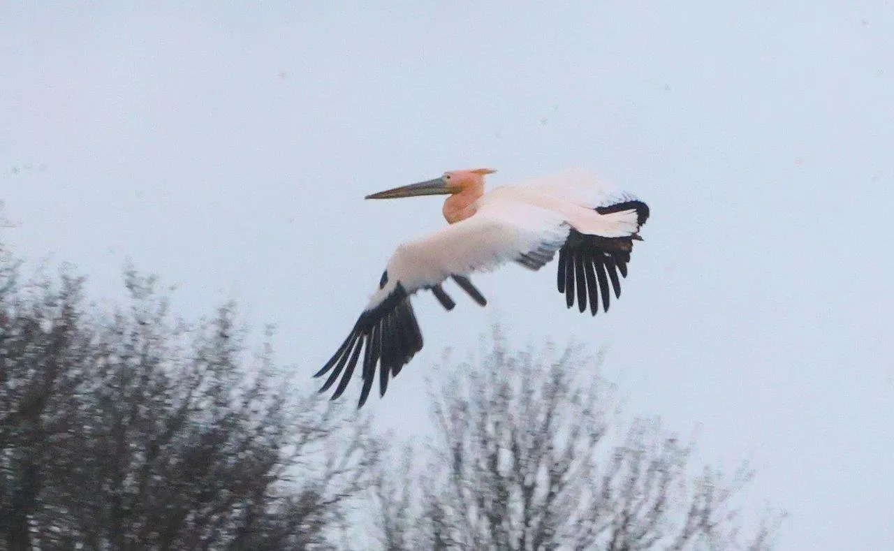 roze pelikaan 3