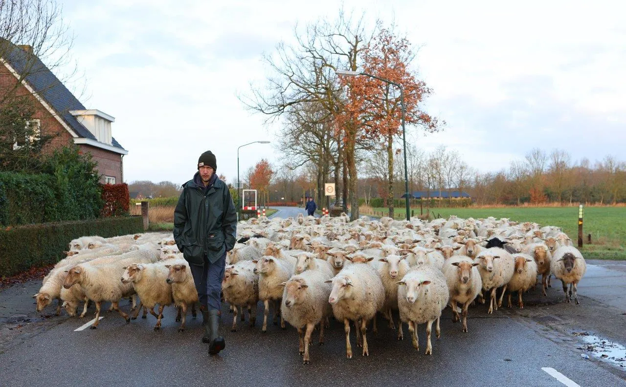 schapen helvoirt 3