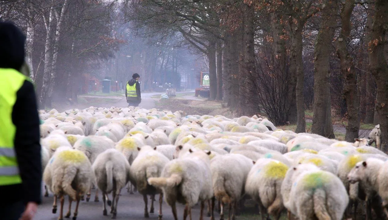 schapen helvoirt biezenmortel 3