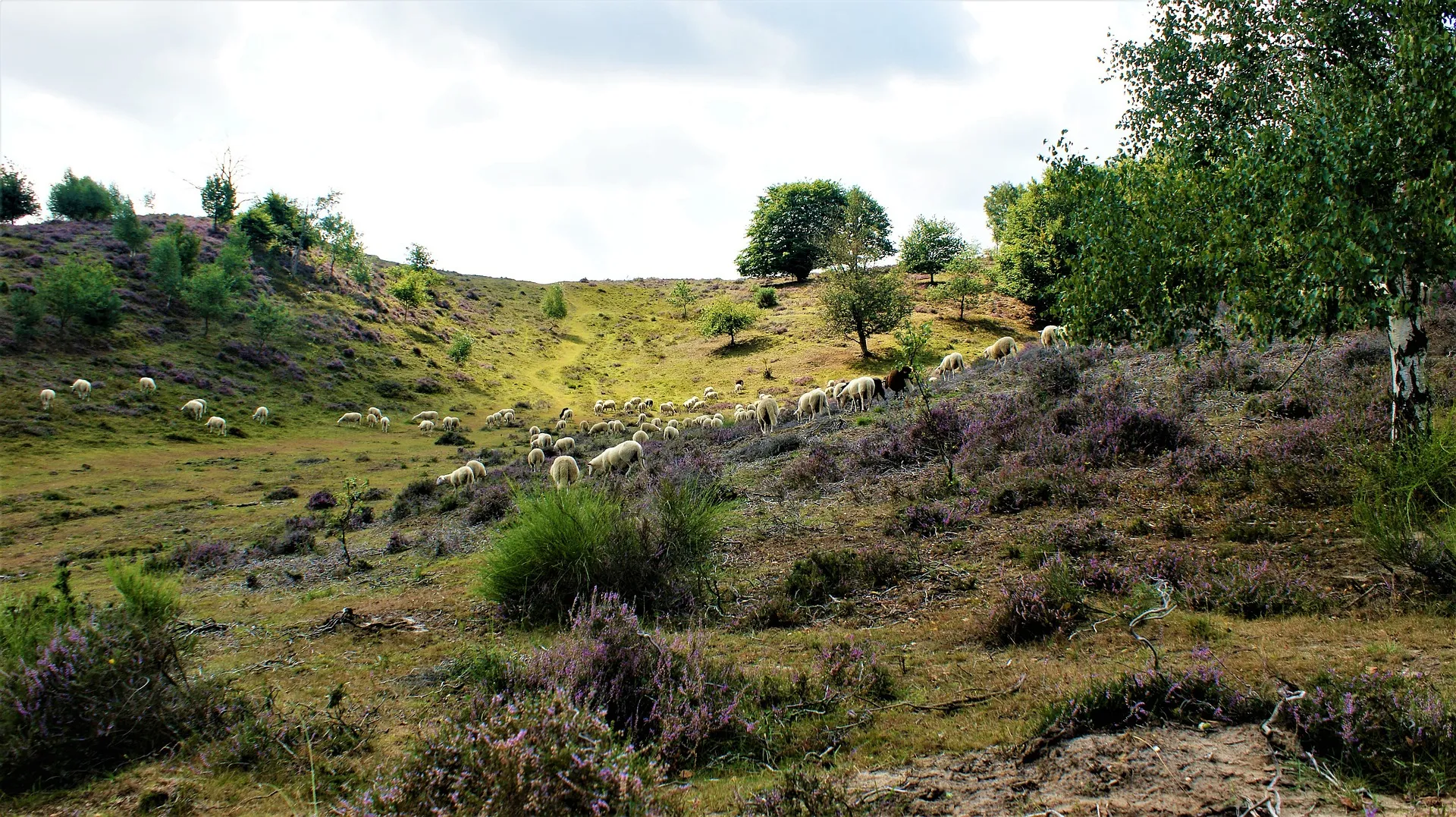 schapen in heuvellandschap aritha via pixabay
