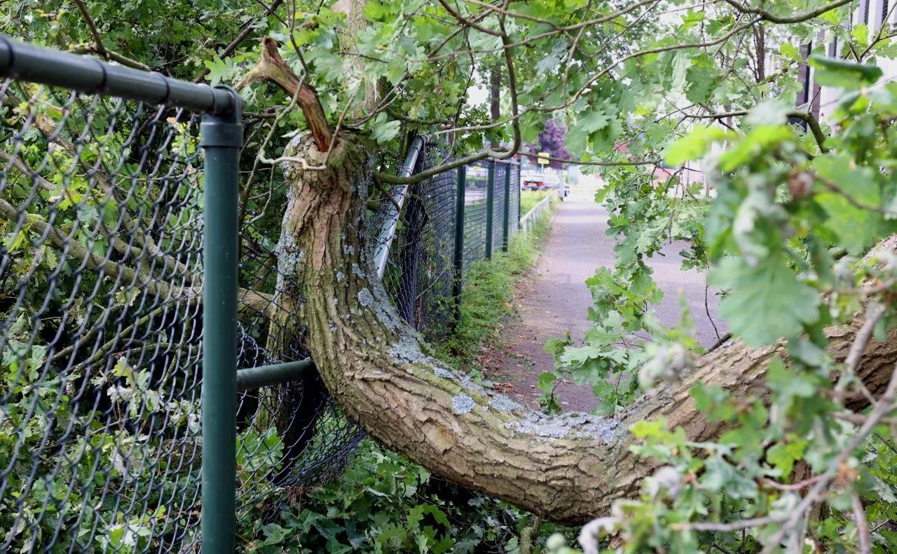 tak uit boom vught 3