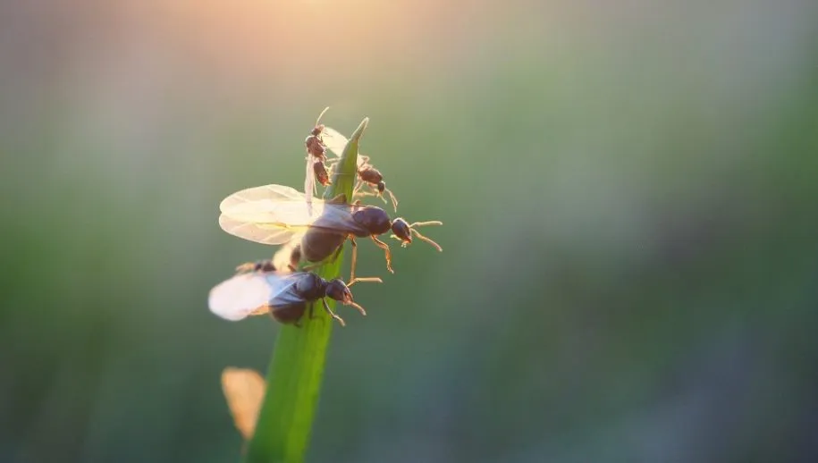 vliegende mieren 915x518