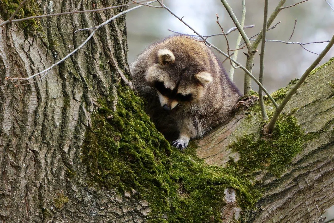 wasbeer vught dag twee 6