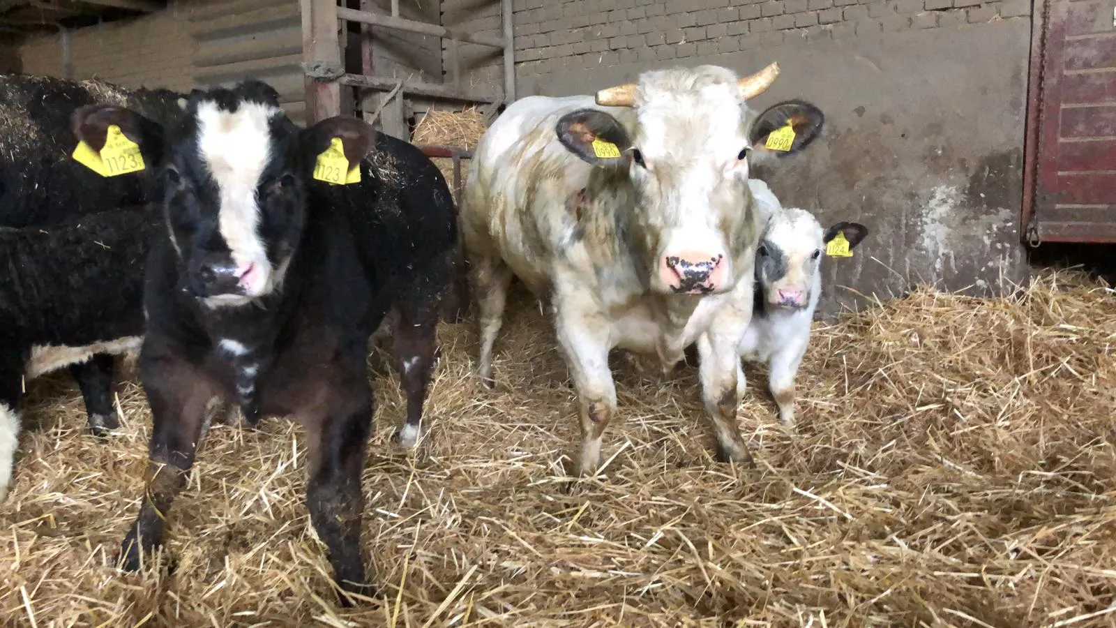 weivlees koeien en kalfjes