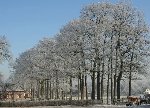winter 2008014 640