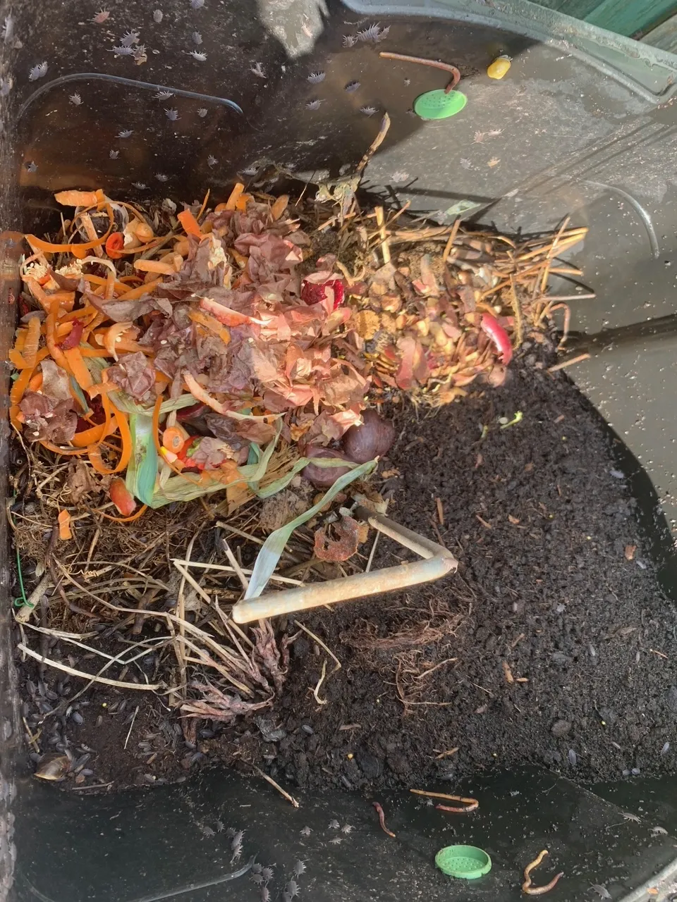 wormenhotel compost